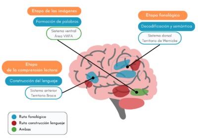 Cómo aprende el cerebro a leer y a escribir